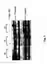 Fig. 06 - Method of promoting the differentiation of staminal cells