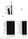 Fig. 07 - Method of promoting the differentiation of staminal cells