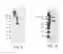 Fig. 46 - Hepatocyte growth factor receptor splice variants and methods of using same