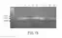 Fig. 47 - Hepatocyte growth factor receptor splice variants and methods of using same