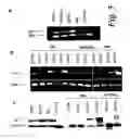 Fig. 07 - Immunotherapeutic methods using epitopes of WT-1 and GATA-1