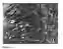 Fig. 09 - Compositions and methods for identifying, isolating and enriching germline-like stem cells from amniotic fluid