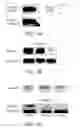 Fig. 02 - METHOD FOR INHIBITING CELLULAR ACTIVATION BY INSULIN-LIKE GROWTH FACTOR-1