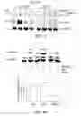 Fig. 06 - METHOD FOR INHIBITING CELLULAR ACTIVATION BY INSULIN-LIKE GROWTH FACTOR-1