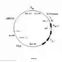 Fig. 22 - Humanized immunoglobulins
