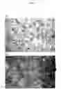 Fig. 45 - Humanized immunoglobulins