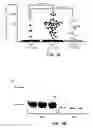 Fig. 08 - Compositions and methods for treating inflammation and auto-immune diseases