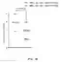 Fig. 22 - Compositions and methods for treating inflammation and auto-immune diseases