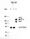 Fig. 08 - Composition and method for modulating dendritic cell-t cell interaction