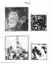 Fig. 10 - Composition and method for modulating dendritic cell-t cell interaction