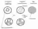 Fig. 01 - Vaccine delivery compositions and methods of use