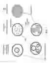 Fig. 02 - Vaccine delivery compositions and methods of use
