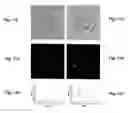 Fig. 09 - Laser-activated nanothermolysis of cells
