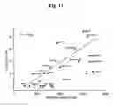Fig. 49 - Methods and Composition for Diagnosing and Treating Cancer