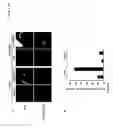Fig. 03 - Methods and Compounds for Treating Inflammation