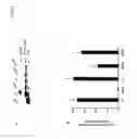 Fig. 06 - Methods and Compounds for Treating Inflammation