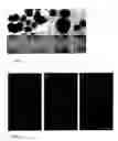 Fig. 02 - Stable differentiation of NT2 cells