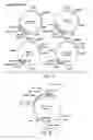Fig. 09 - Nucleotide sequence encoding the enzyme I-SceI and the uses thereof