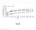 Fig. 07 - Stent coated with a sustained-release drug delivery and method for use thereof