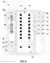 Fig. 07 - User interface with toolbar for programming electrical stimulation therapy