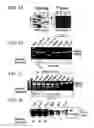 Fig. 02 - Mutated Src oncogene composition and methods
