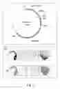 Fig. 04 - Expression cassettes for regulation of expression in monocotyledonous plants