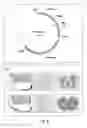 Fig. 07 - Expression cassettes for regulation of expression in monocotyledonous plants