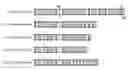 Fig. 01 - Plant genes encoding Dr1 and DRAP1, a global repressor complex of transcription
