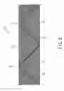 Fig. 09 - Length-ways stretchable elastic band