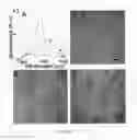 Fig. 03 - Triangular nanoframes and method of making same
