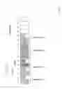 Fig. 10 - Regulating data-burst transfer