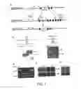 Fig. 02 - IL-21 AS A REGULATOR OF IMMUNOGLOBIN PRODUCTION