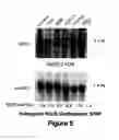 Fig. 07 - Pharmaceutical compositions and methods of using secreted frizzled related protein