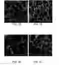 Fig. 09 - Method for producing hydrocolloid foams