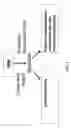 Fig. 02 - Method of separating components of technical eggs, edible eggs, yolk and whites and products therefrom