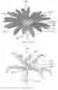 Fig. 02 - Sculptural flowers with flexibility connected petals