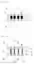 Fig. 07 - Porous silicon and method of preparing the same