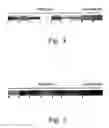 Fig. 08 - Method for Diagnosing Membranous Glomerulonephritis Disease and a Kit Thereof