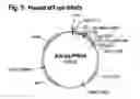 Fig. 06 - DNA construct and process for the fermentative production of fusion proteins