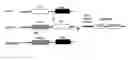 Fig. 01 - Multimerization of HIV-1 Vif protein as a therapeutic target