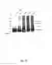 Fig. 03 - Multimerization of HIV-1 Vif protein as a therapeutic target