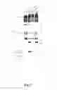 Fig. 06 - Multimerization of HIV-1 Vif protein as a therapeutic target