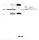 Fig. 07 - Multimerization of HIV-1 Vif protein as a therapeutic target