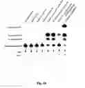 Fig. 08 - Multimerization of HIV-1 Vif protein as a therapeutic target