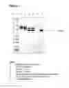 Fig. 02 - PEGYLATED G-CSF POLYPEPTIDES AND METHODS OF PRODUCING SAME