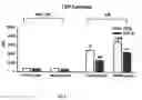 Fig. 08 - Schisandrin B preparation
