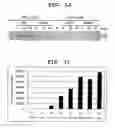 Fig. 07 - Receptor function regulating agent