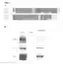 Fig. 04 - Disheveled PDZ modulators