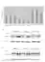 Fig. 06 - Disheveled PDZ modulators