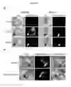 Fig. 07 - Compositions And Methods For Locating An Internal Bleeding Site